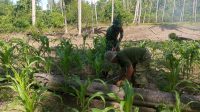 IMG-20260611-WA0035